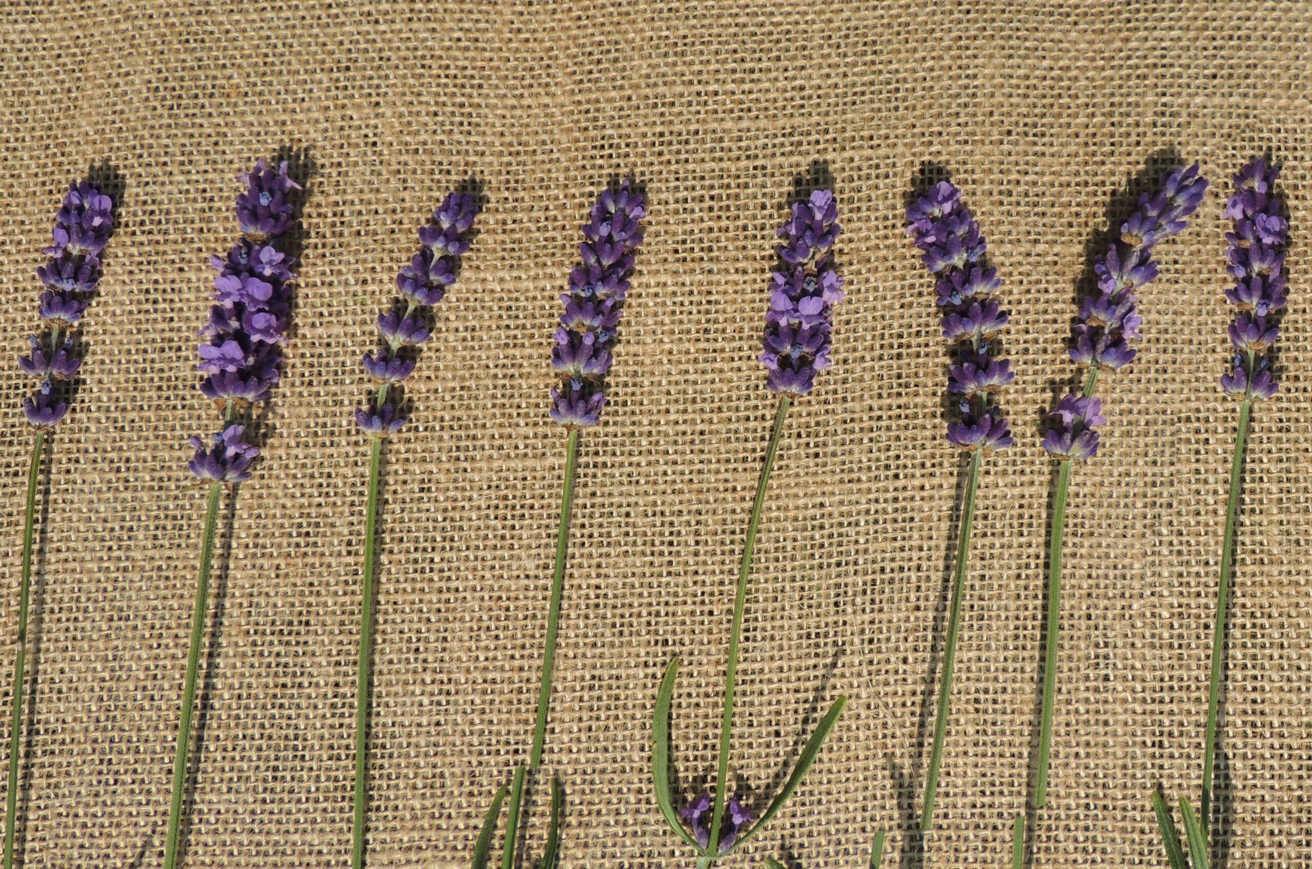Bilden visar ett linnetyg med lavendel på. Linnetyger passar för många olika typer av kreationer, som linnekläder och för att skapa vackra linneaccessoarer.