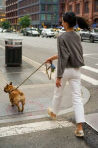 Reflexkoppel till hundar – rätt typ av utrustning för kvällspromenaden