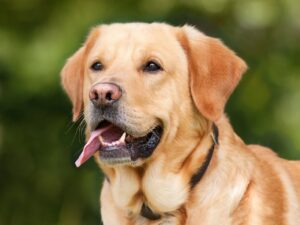 Hur kan vardagslydnad, hundpsykolog och grundkurs för hundar skapa harmoni och glädje i ditt hundägarskap?