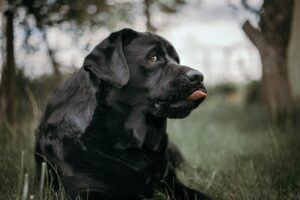 Att Välja Optimalt Hundfoder och Koppel till Hund